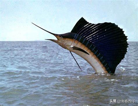 立翅旗鱼多少钱乘风破浪的旗鱼们