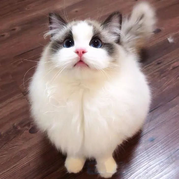 孟买猫价格(猫奴心中的5种白月光猫咪) - 价格百科