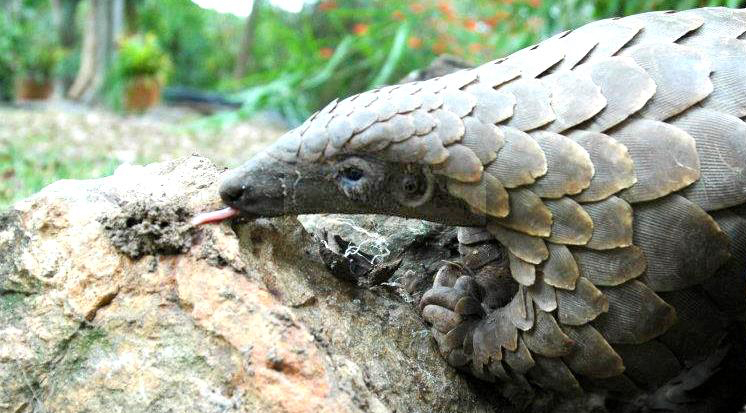 男子收购穿山甲鳞片治病，获刑3年6个月，为什么有人吃“指甲”？