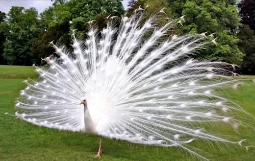 世界上最漂亮的30种动物世界上最漂亮的动物有哪些