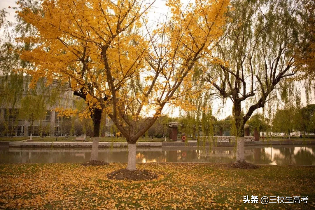 报考上海立达学院专升本，竟然还有免费游学大礼包