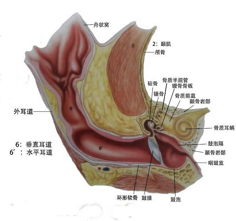 为什么蓝色眼睛的纯白色猫咪72%天生失聪?