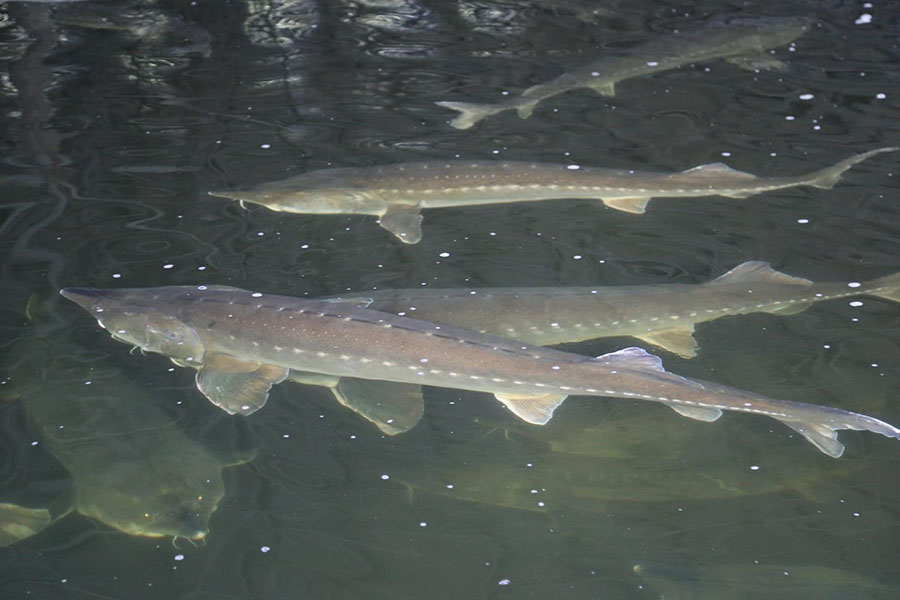 鲟龙鱼在鱼缸内怎么养不容易死干货