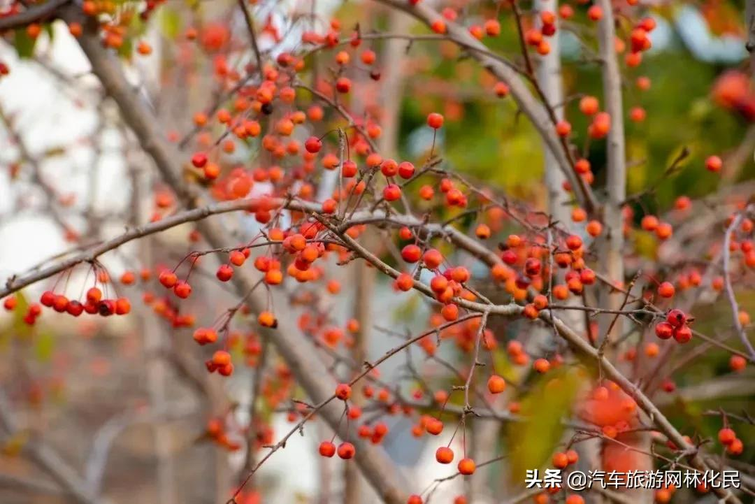 天蒙双十一的羊毛这么薅！门票1元限量抢购！八大福利钜来袭