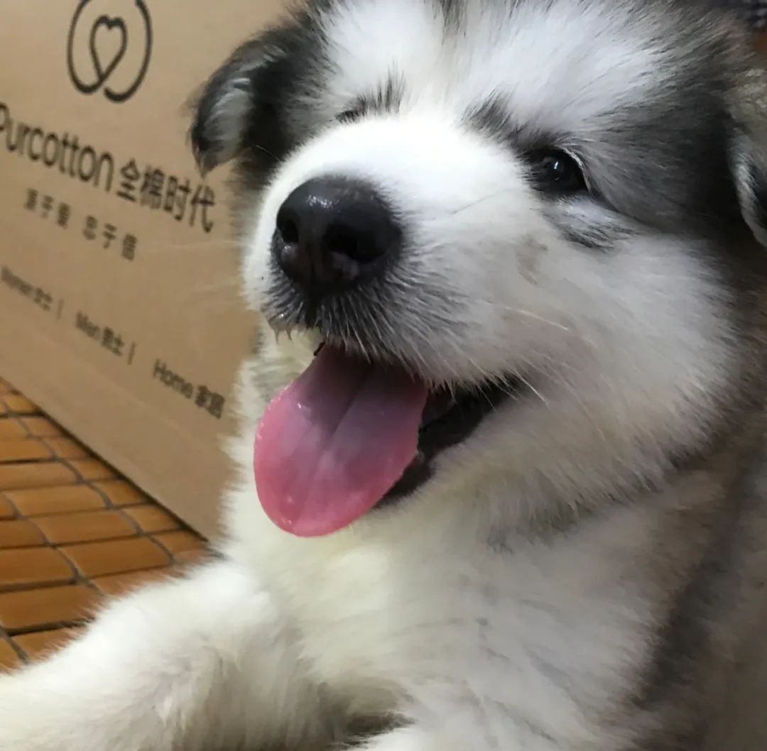 6种狗狗小时候和长大的对比！阿拉斯猪：岁月是把猪饲料