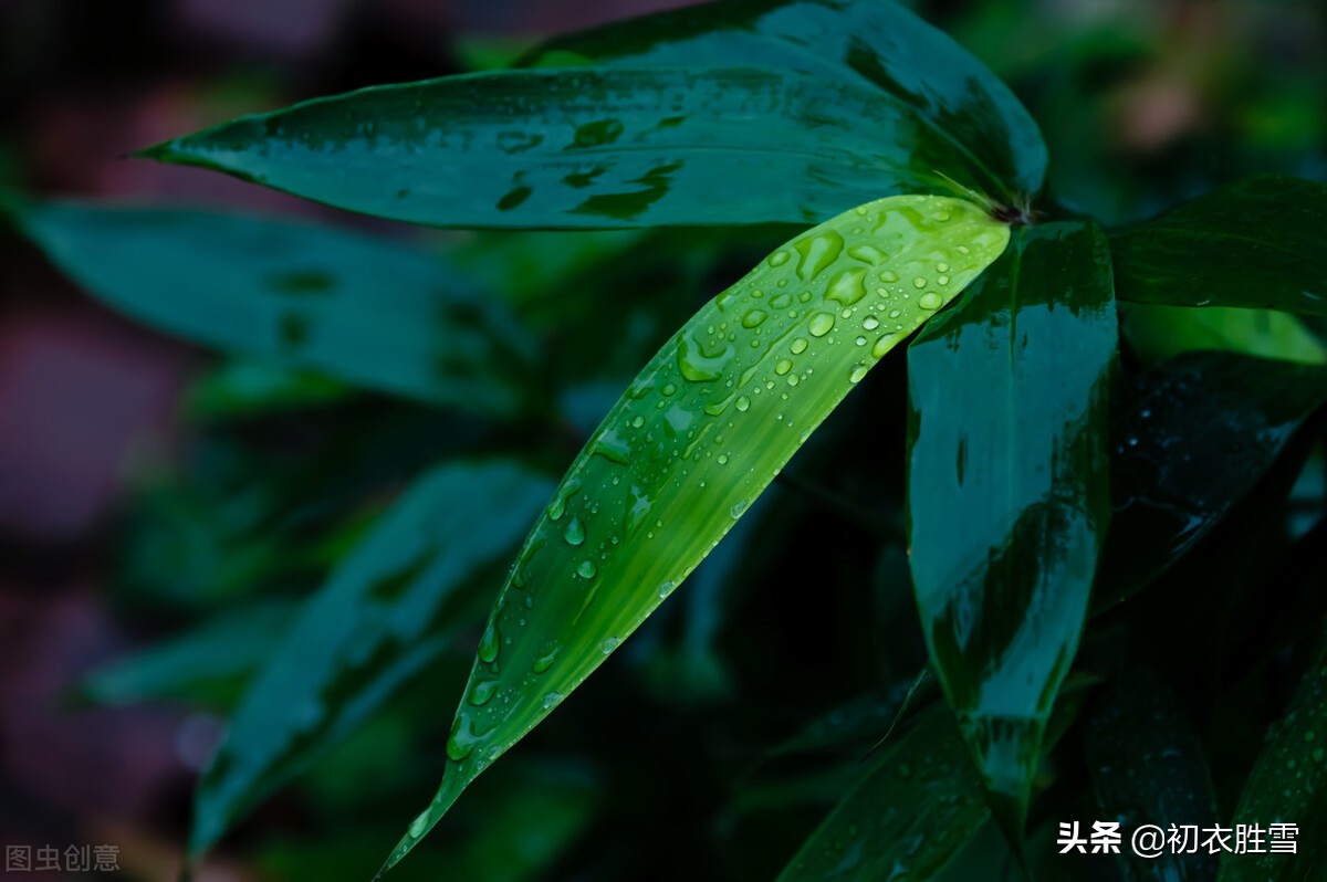 早秋听雨六首：一夜雨声凉到梦，要听棋声杂雨声