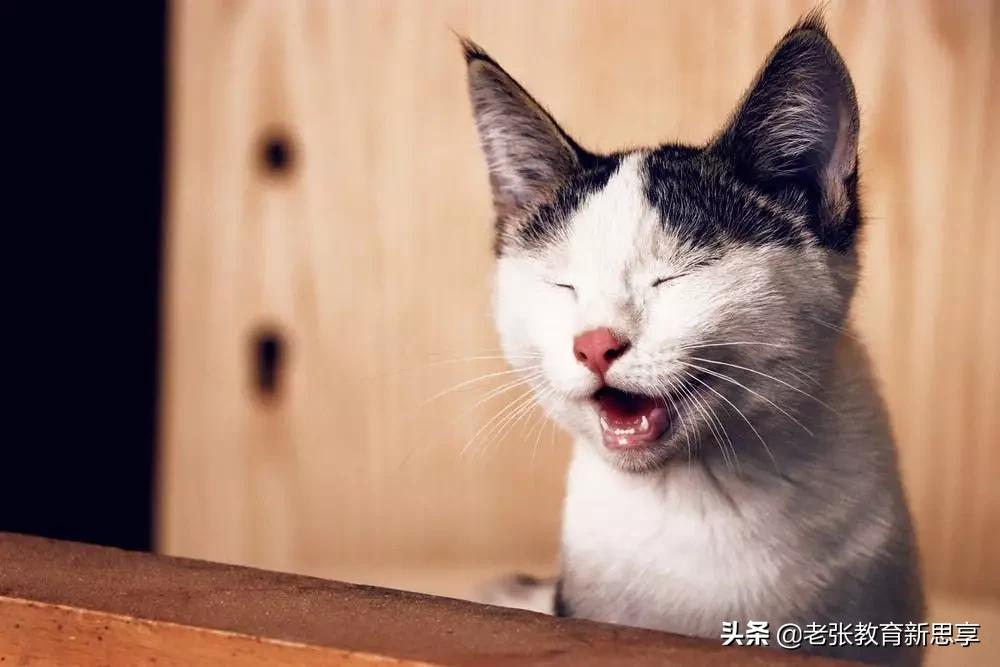 脸皮厚一点又何妨？敢说敢做才是真本事，怕什么流言蜚语，厚脸皮是通往成功的通行证。