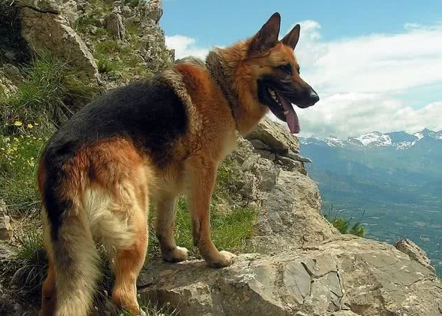 西德牧羊犬(养德国牧羊犬的4个好处和4个坏处)