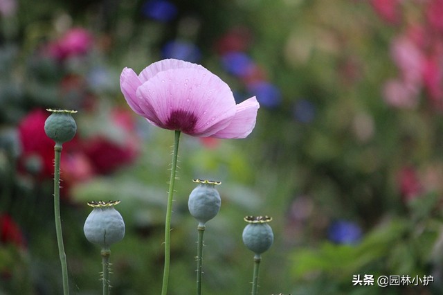 恶之花是什么花（恶之花最美丽的话的话语）