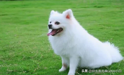 五种适合家养的mini宠物狗,你最喜欢哪种呢?
