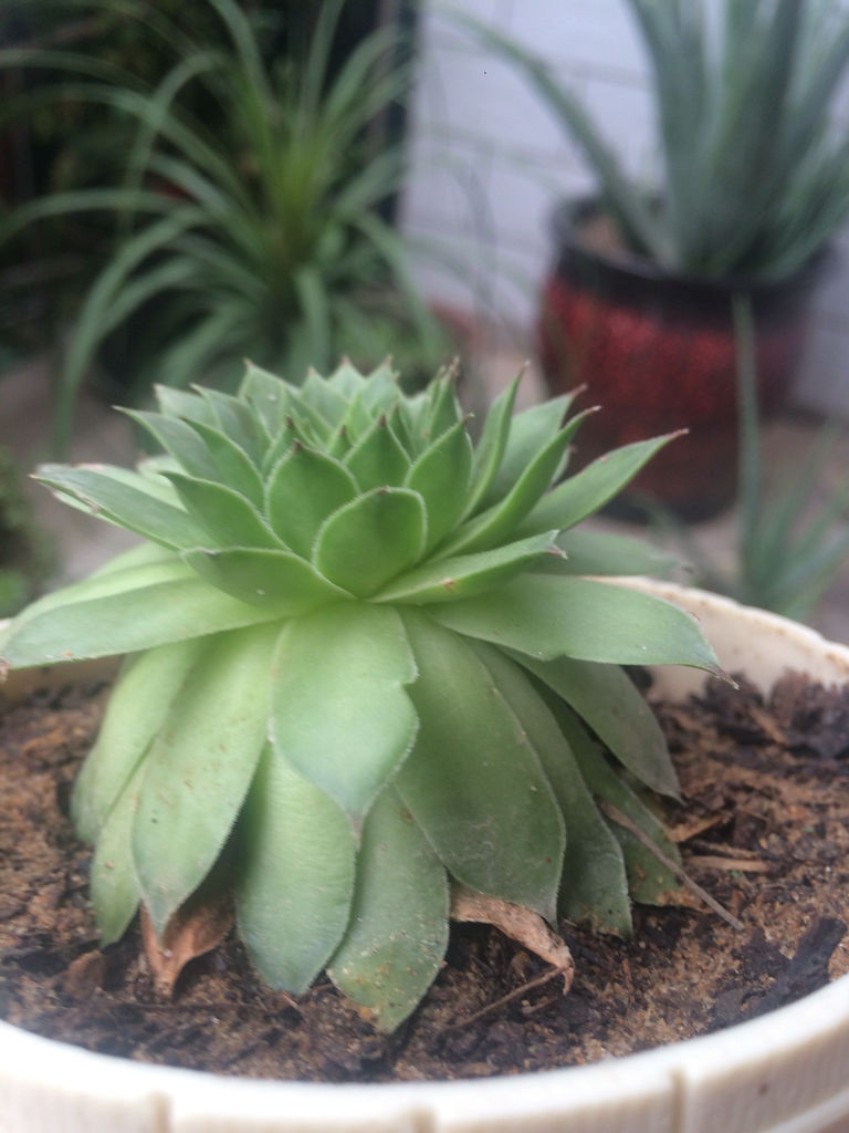 多肉植物观音莲如何度夏?休眠期这样养,叶片消耗少,不下翻!