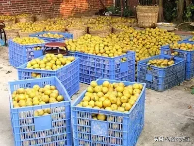 全国最贵的陈皮有多贵?50克一万元