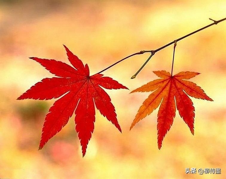 叶子形态各有千秋，跟着摄影师学拍照，拍美“一叶知秋”