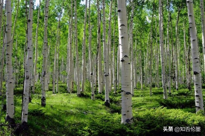 农村院里，“哪些树不能乱栽”？这些树要注意