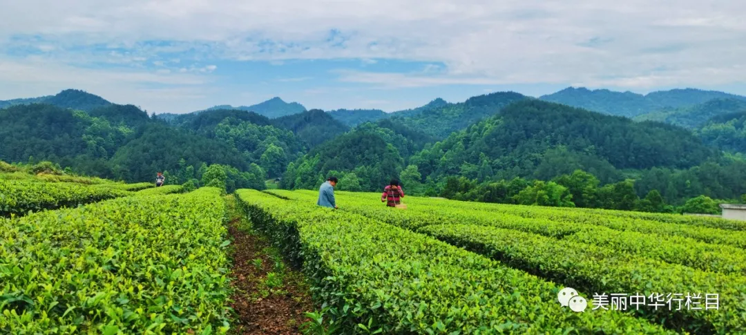 预告｜中央新影发现之旅频道本周五播出《唯念山水间 康养茶寿山》