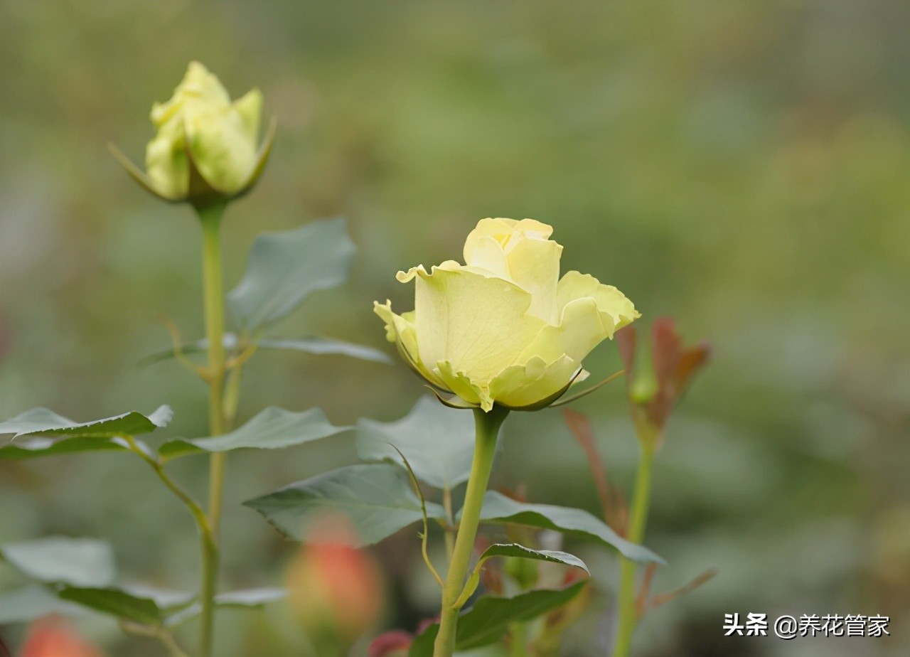 怎样扦插月季花成活率高（月季花扦插小窍门分享）