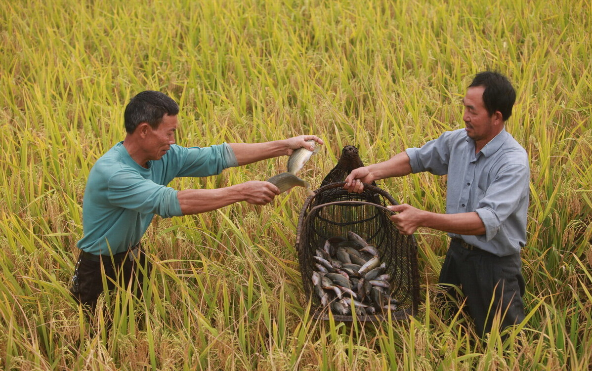 养鱼穷三年为什么(在农村比较普遍的稻田养鱼) - 百百科