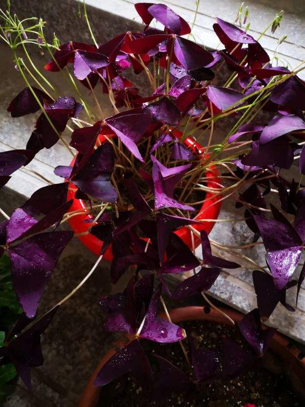 家里养盆紫叶酢浆草，叶子是梦幻紫色，气质满满