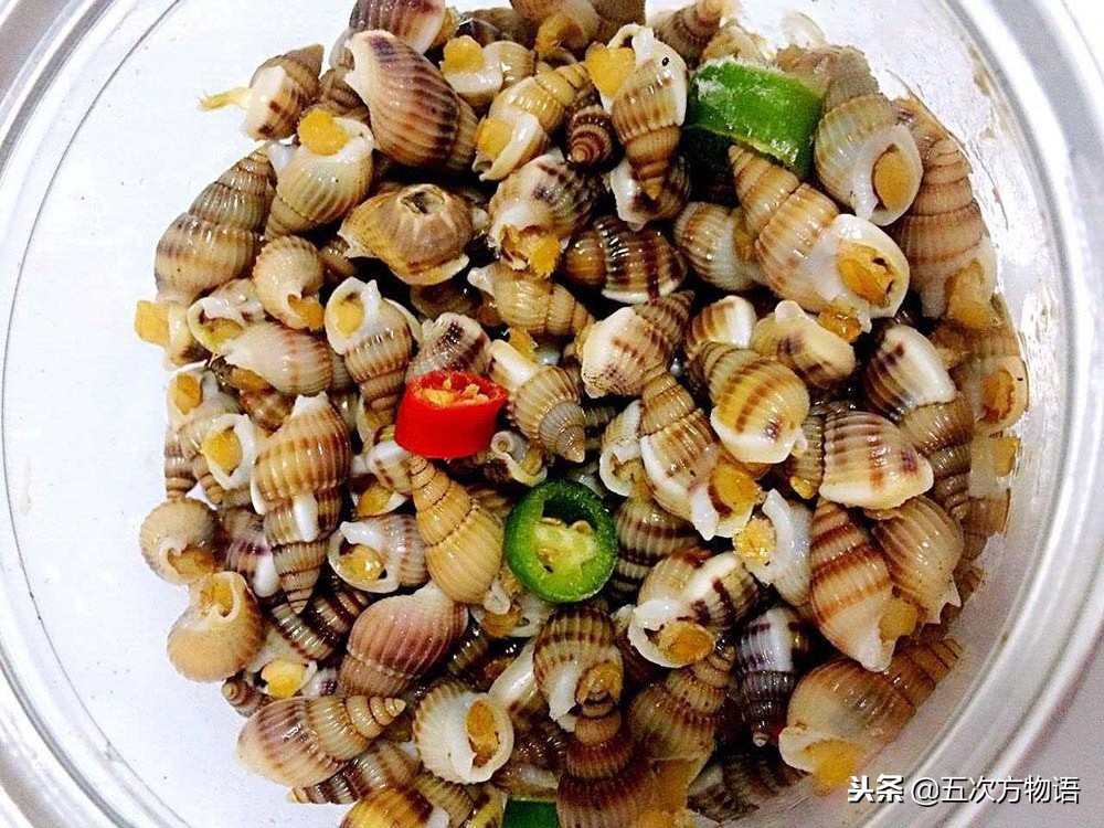 青岛常见海螺图鉴