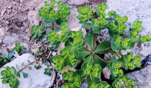路边一野草,人称"马虎眼",农民当杂草,却能缓解"癌性疼痛"