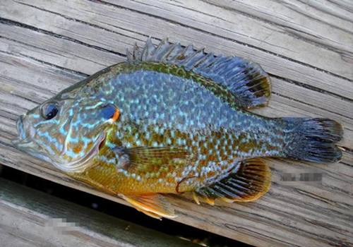 太陽魚為什麼有毒(帶刺,有毒,會咬人,我可能釣的是假魚)