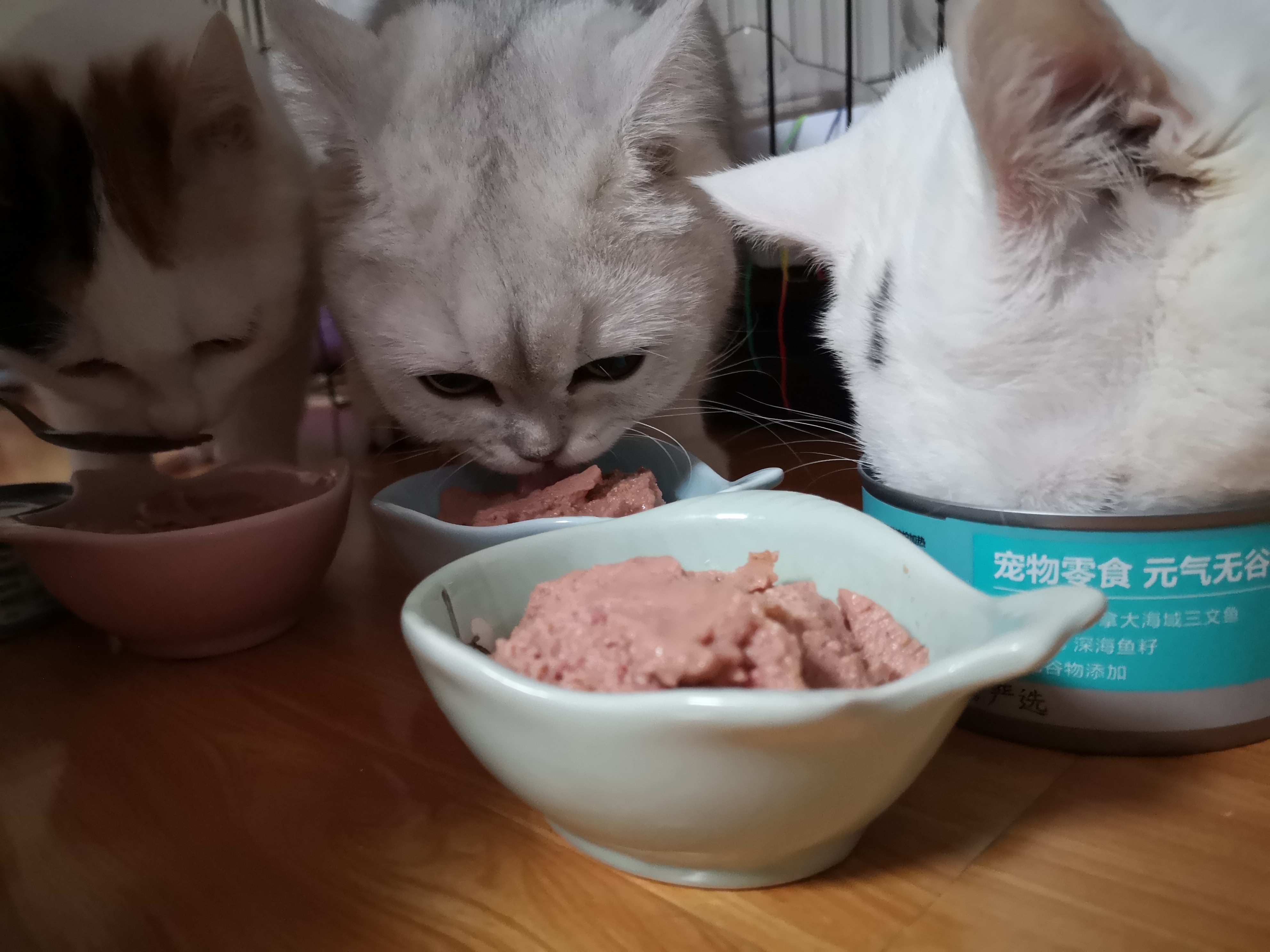 猫咪零食测评：三只猫试吃零食大礼包，大型真香现场曝光
