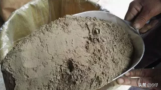 能过长出像猪牙一样的果实,一棵一年能赚一千元!