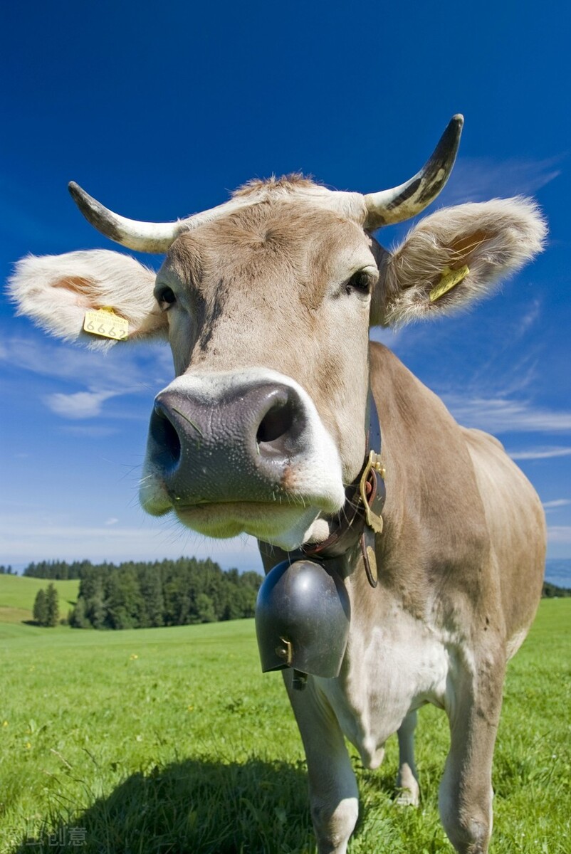 美国主人花1500美金买一头牛，回家一看赔了，牛的直肠脱垂真麻烦