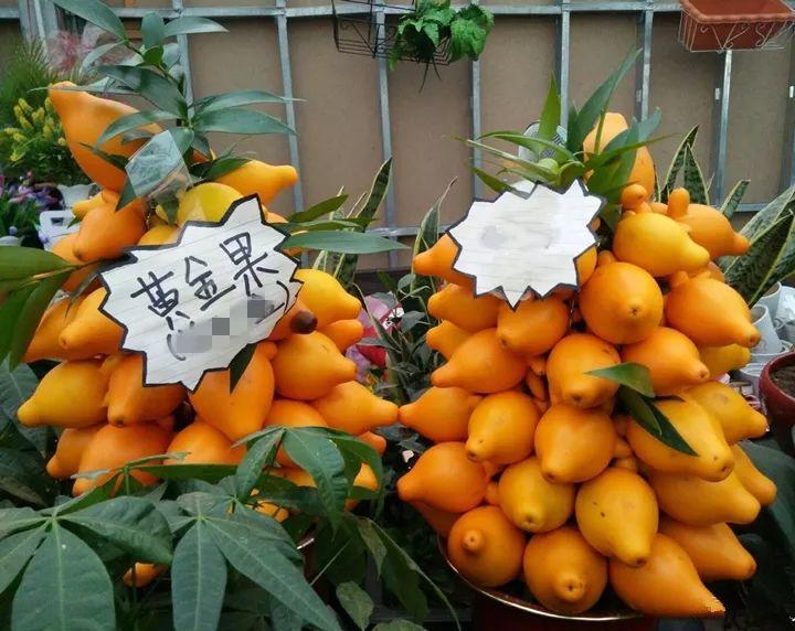 喜事送什么花（送花不送盆什么意思）