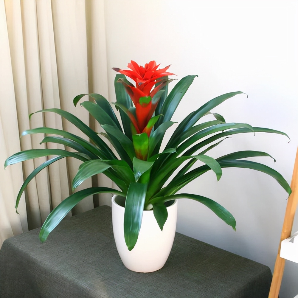 鸿运当头是凤梨科的花卉,因花花朵生于枝条的顶端,后花色鲜红,喜庆