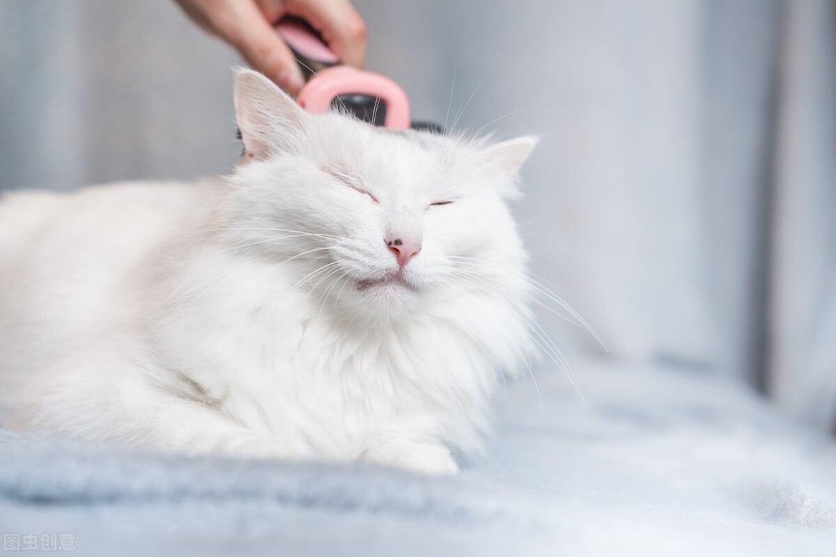 猫咪九月份掉毛