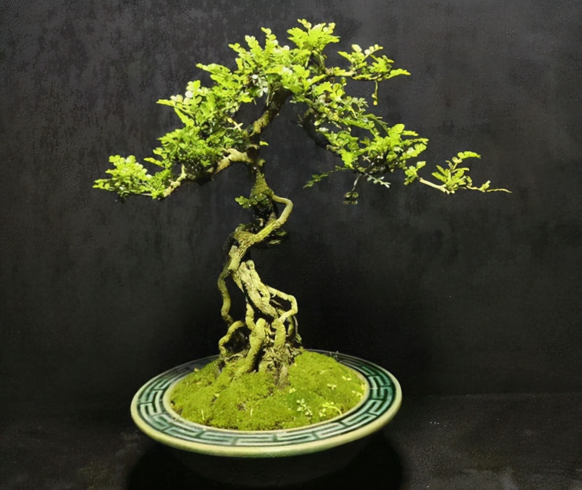 新买的清香木盆景怎么养经验分享专业回答