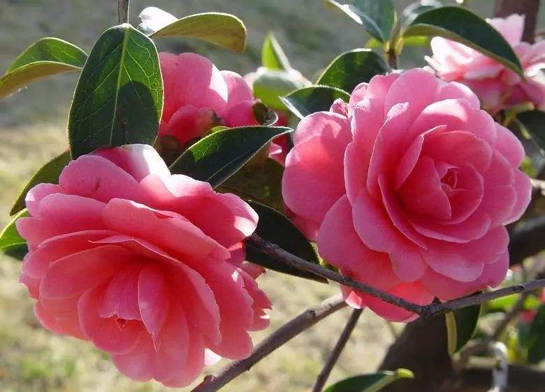 8月开什么花八月开的花有哪些