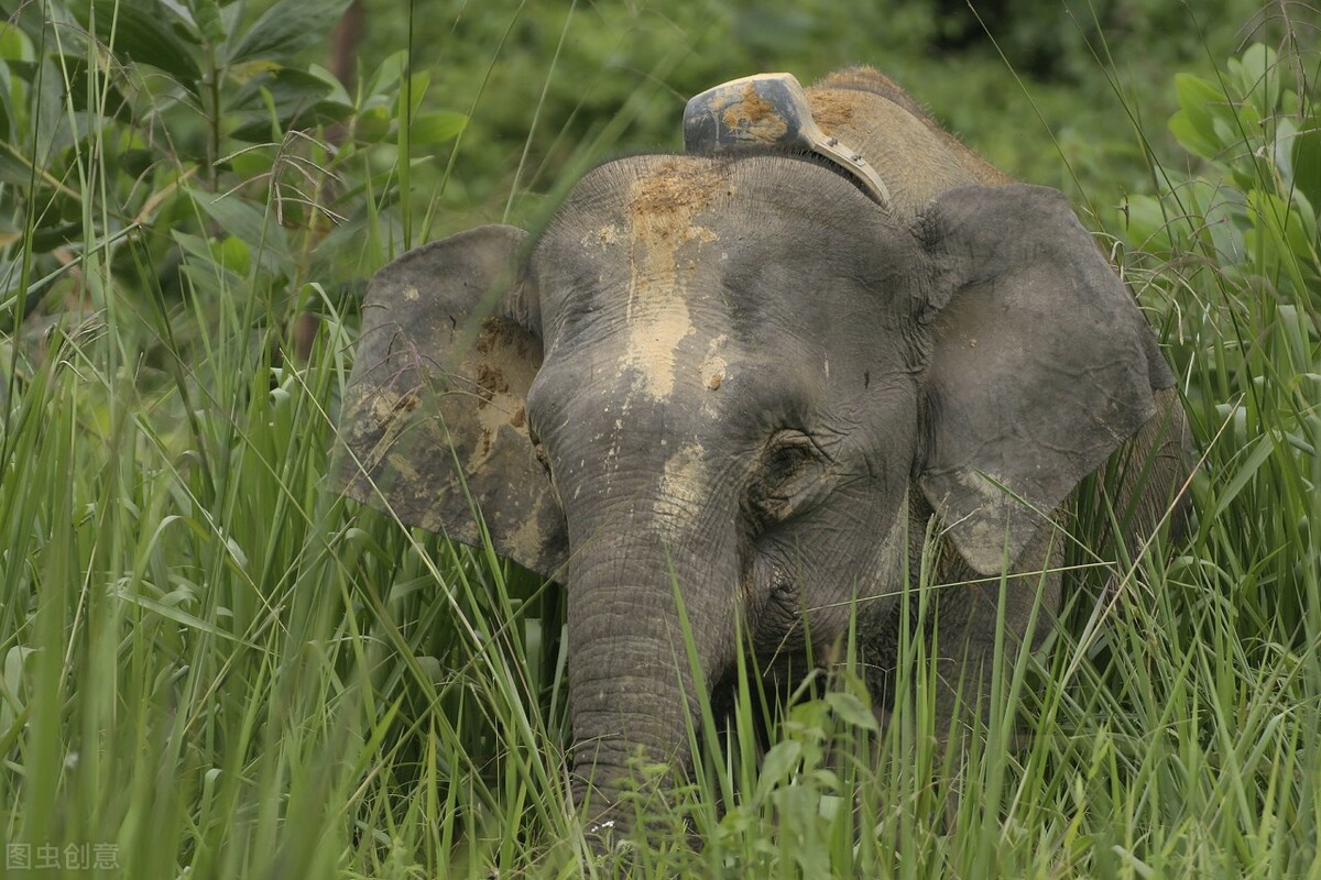 侏儒象有多大(快速了解侏儒象的独特之处)