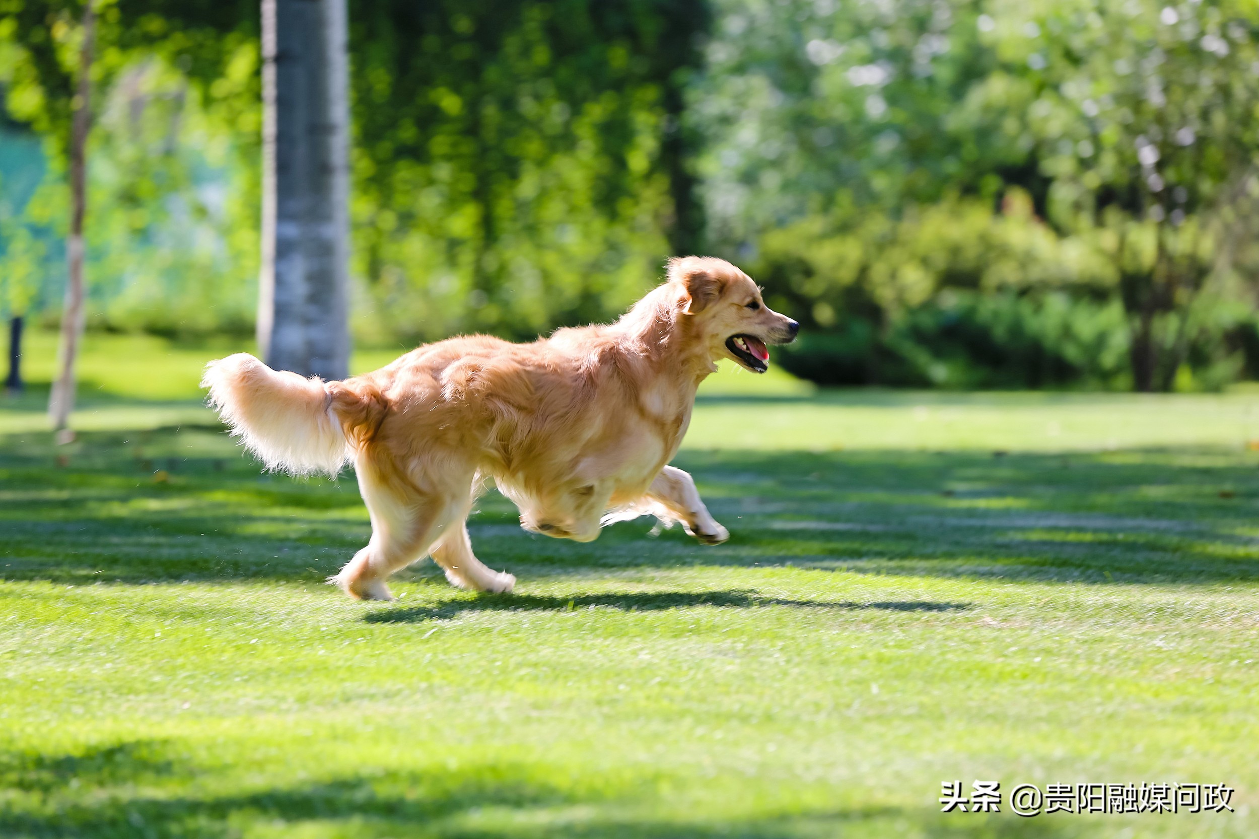 到哪里给狗狗接种狂犬疫苗？机构名单看这里｜融媒问政·市民关注