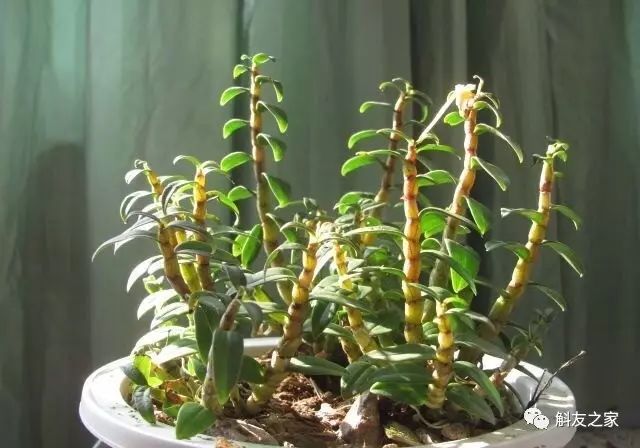 种石斛兰的植料，原来这样配比种一盆活一盆…