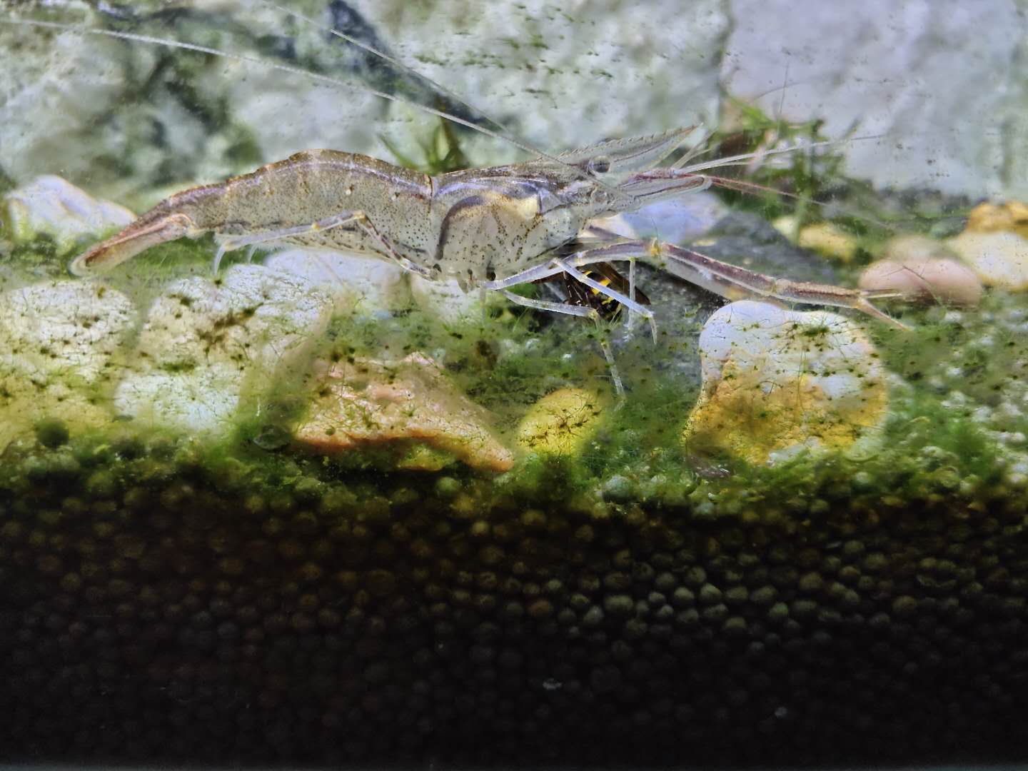 大眼贼虾好养吗（真正的大眼贼虾长的样子）