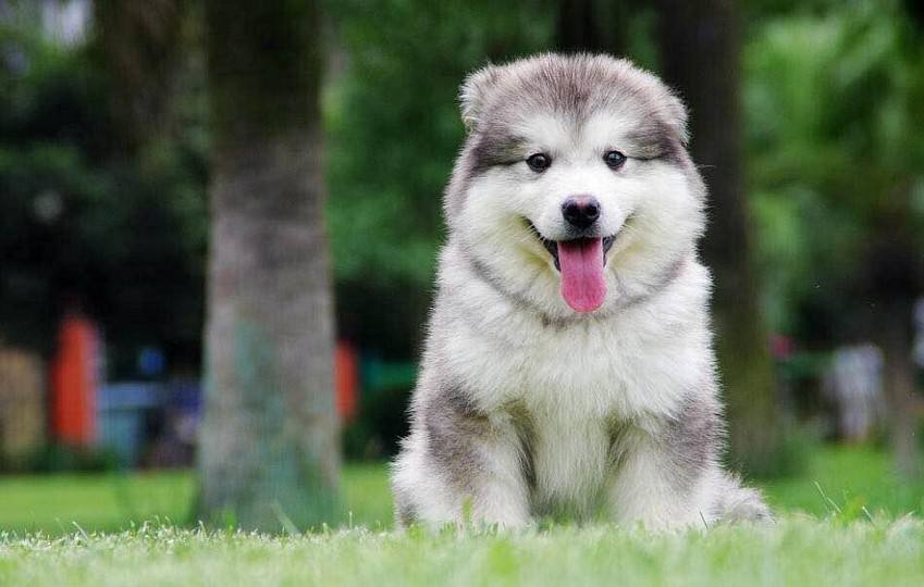 训狗新手必看！阿拉斯加犬怎么训练让它听话服从？