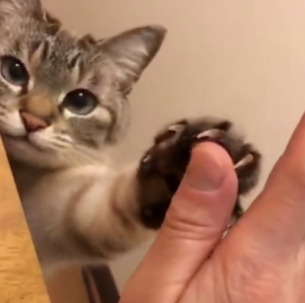 “蠢猫”的表现，你家猫咪占了几条？