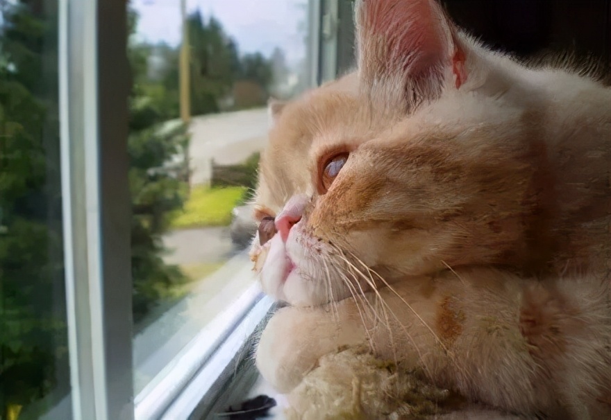 猫咪有几种表现，说明它“依赖”你