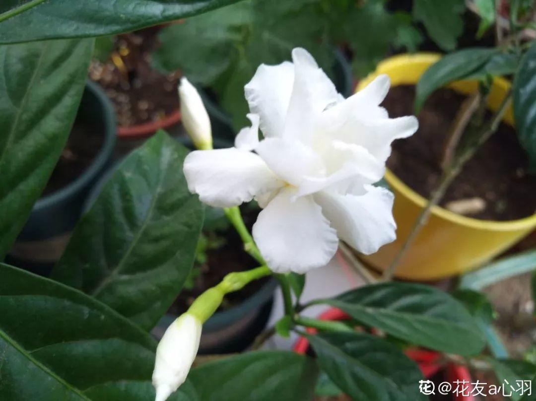 12种生肖花,快看看哪种属于你