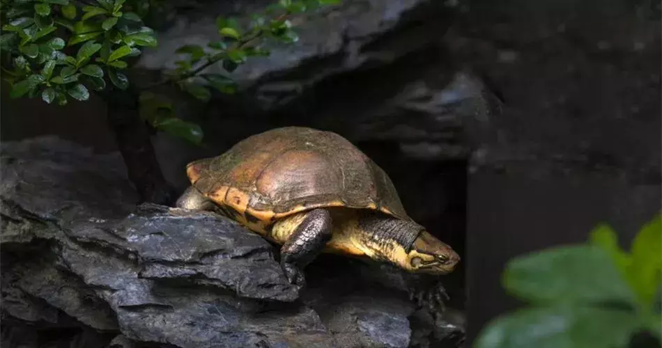 石金钱龟的特征习性及环境解读