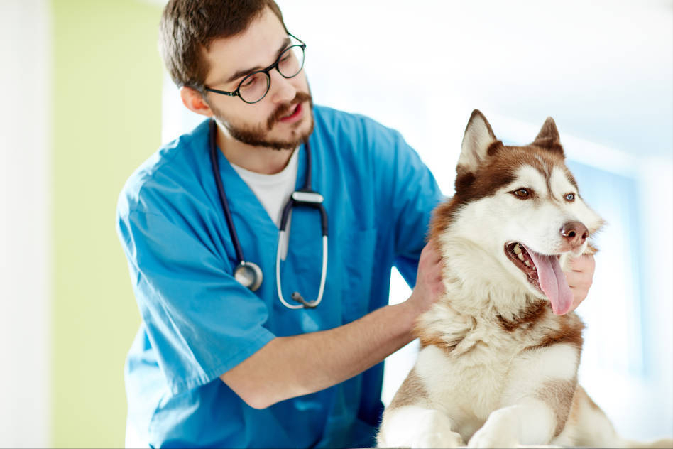 纯种哈士奇长啥样