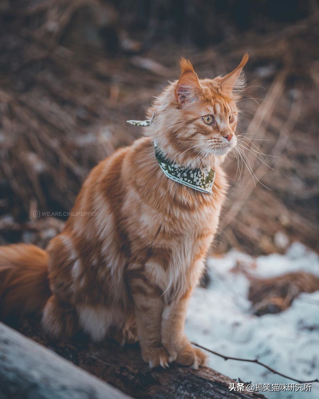 如果有一只猫咪又大又温柔，又飒又威猛，别怀疑，它就是缅因猫！