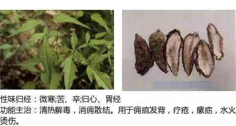 300个中草药图谱（附主治功效），知道一半就太牛了（上）