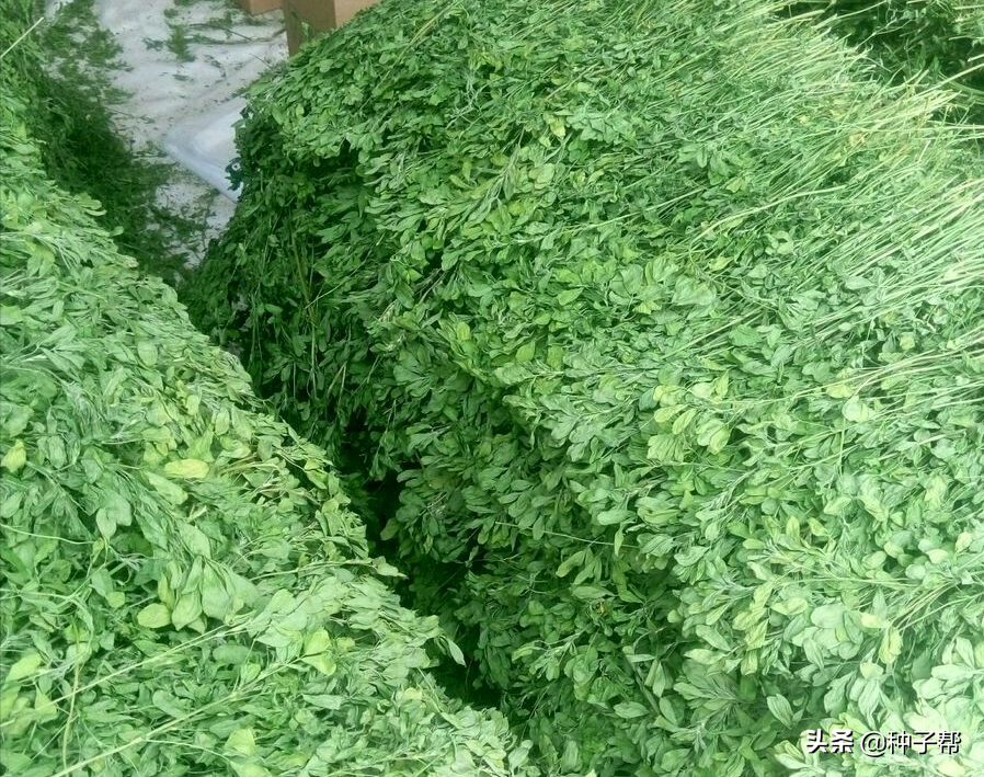 牧草干草的加工，和調(diào)制方法，如何讓禽畜在冬季吃上優(yōu)質(zhì)干草？