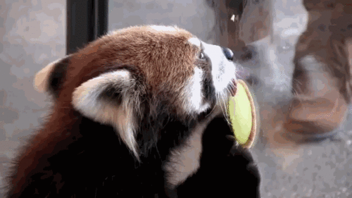 小熊猫：我不是大熊猫的宝宝，也不是干脆面，我是独一无二的