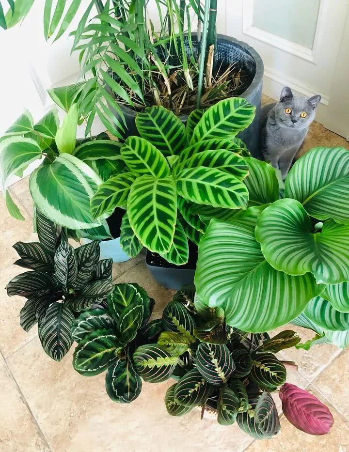 喜阳植物有哪些 哪些花喜阴-诚智百科网