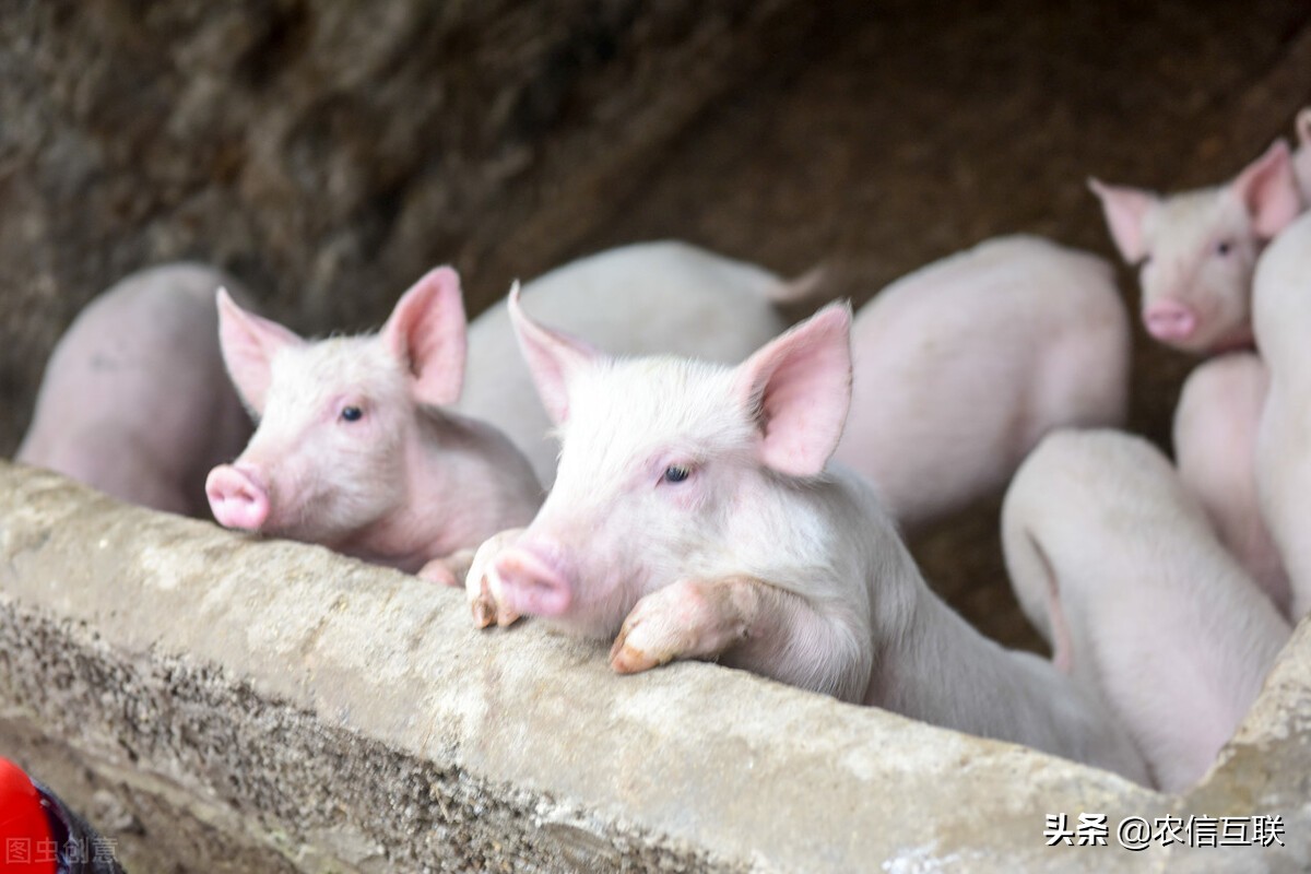 猪价再创新低，仔猪大跌60%，养殖户哭晕在猪圈！粮涨猪跌怎么破