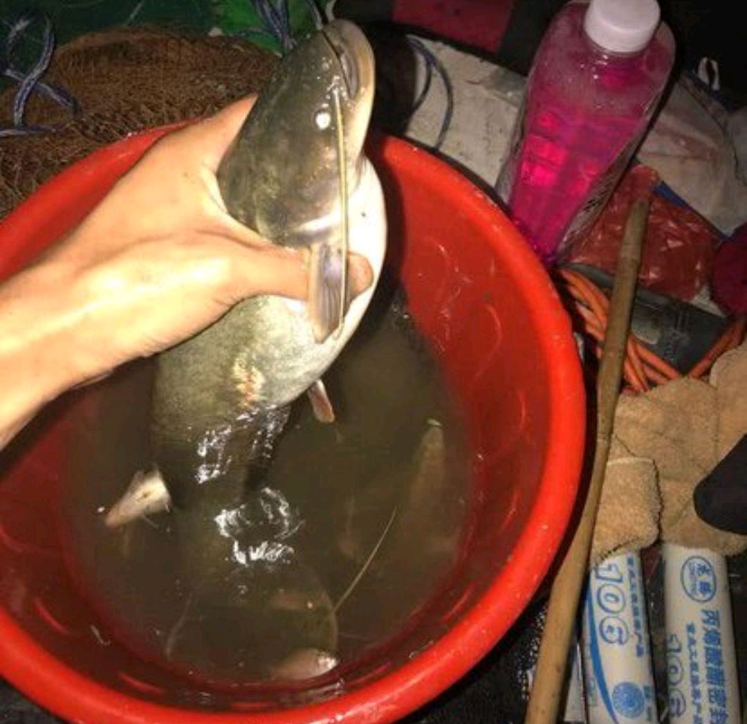 鲶魚的生活習性和垂釣技巧 天天看點